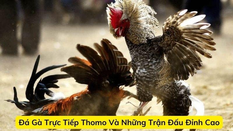 da-ga-truc-tiep-thomo-1