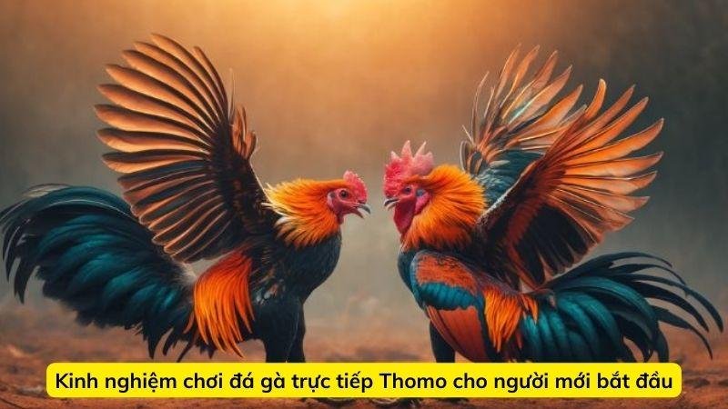 da-ga-truc-tiep-thomo-4