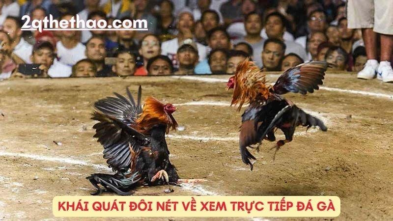 Khái quát đôi nét về Xem trực tiếp đá gà