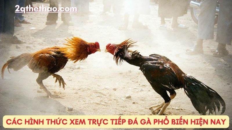 Các hình thức Xem trực tiếp đá gà phổ biến hiện nay