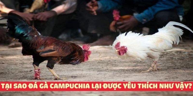 Tại sao đá gà campuchia trực tiếp lại được yêu thích như vậy?