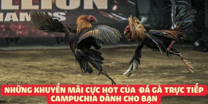 Những khuyến mãi cực hot của đá gà trực tiếp campuchia dành cho bạn