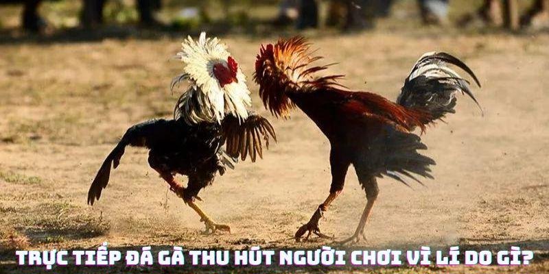 Đá gà trực tiếp thomo 24/7 thu hút người chơi vì lí do gì?