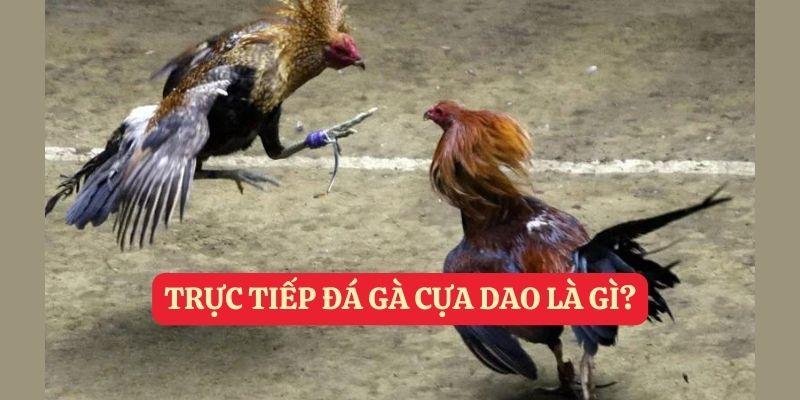 trực tiếp đá gà cựa dao là gì?