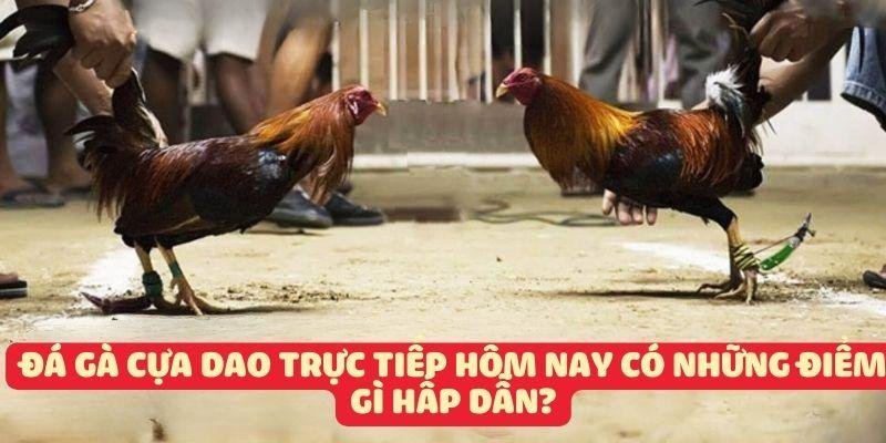 Trực tiếp đá gà cựa dao hôm nay có những điểm gì hấp dẫn?