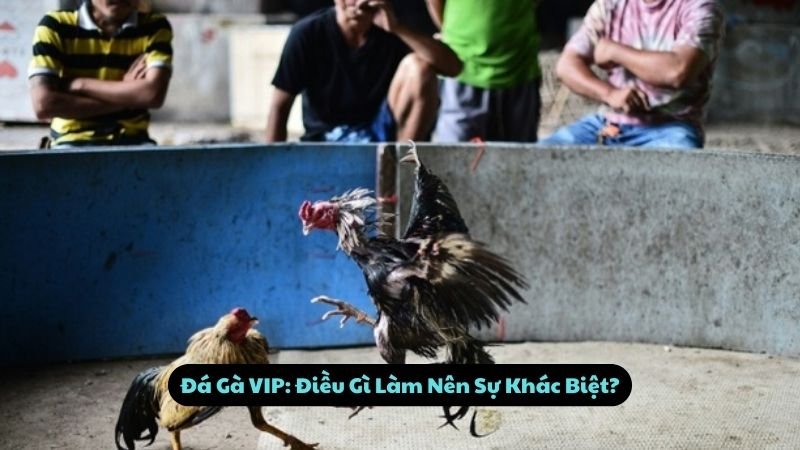 Đá Gà VIP: Điều Gì Làm Nên Sự Khác Biệt?