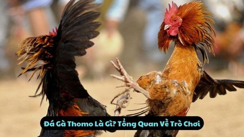 Đá Gà Thomo Là Gì? Tổng Quan Về Trò Chơi