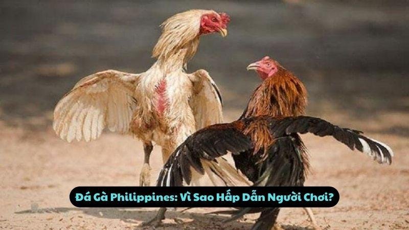 Đá Gà Philippines: Vì Sao Hấp Dẫn Người Chơi?