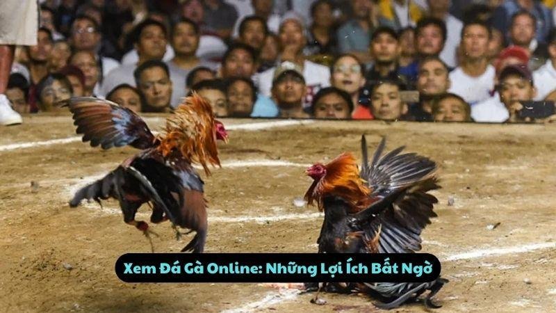 Xem Đá Gà Online: Những Lợi Ích Bất Ngờ